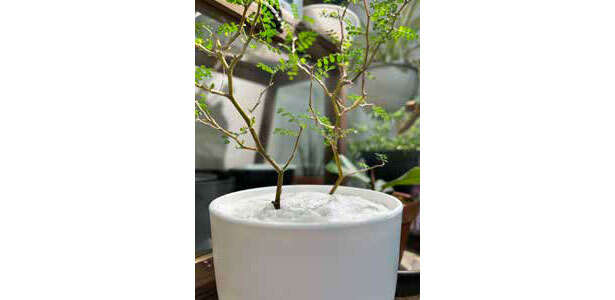 タフな観葉植物「ソフォラ・リトルベイビー」の天敵【くわしすぎる園芸店員が解説】 0703.jpg