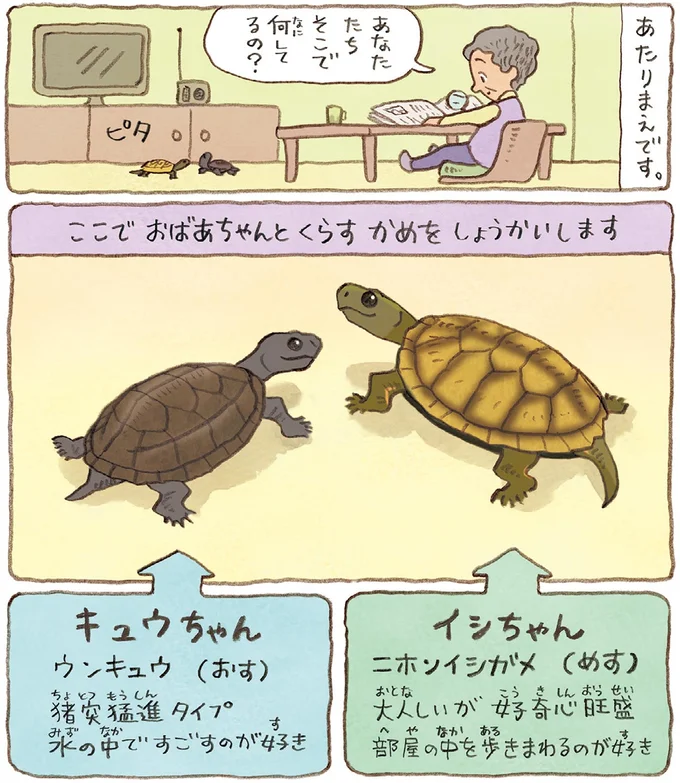 おばあちゃんとかめ 何げに楽しい2匹とのくらし 02-03.webp