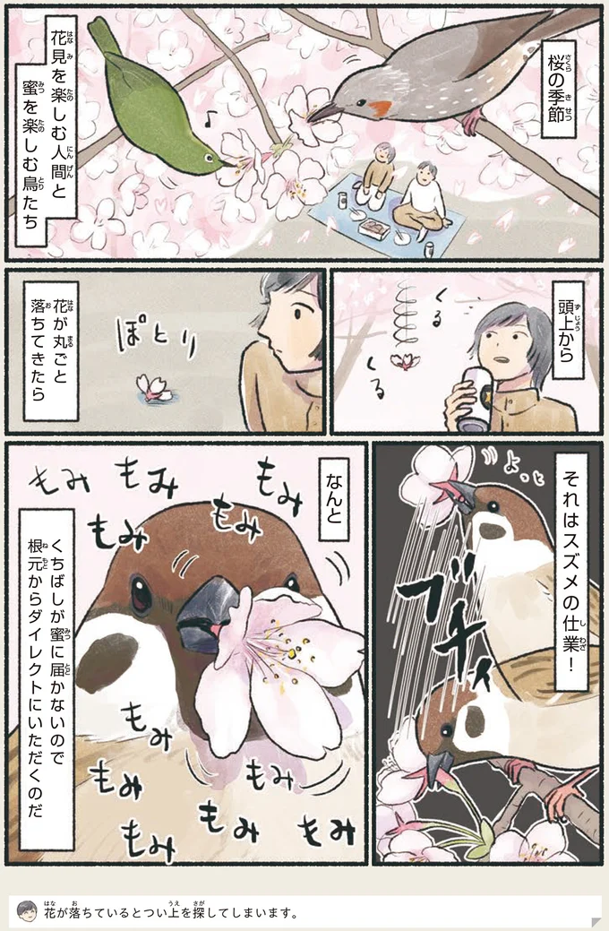 『意外と知らない鳥の生活 1〜2』 23.webp