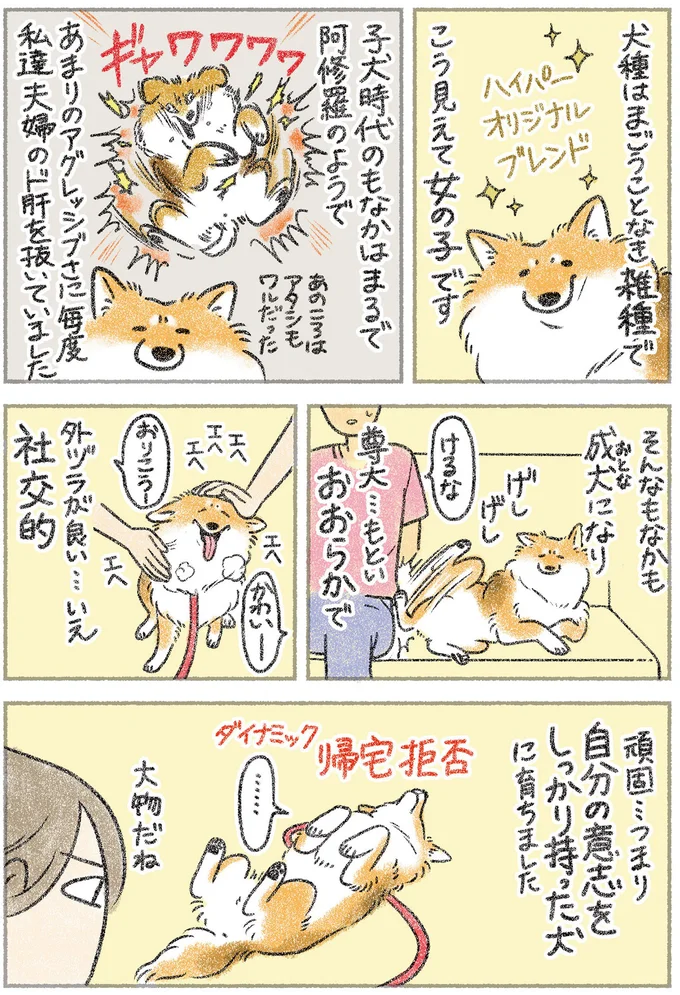 優等生じゃありませんがなにか？ マイペースな元保護犬・もなかとの生活／犬を揉む 11.png