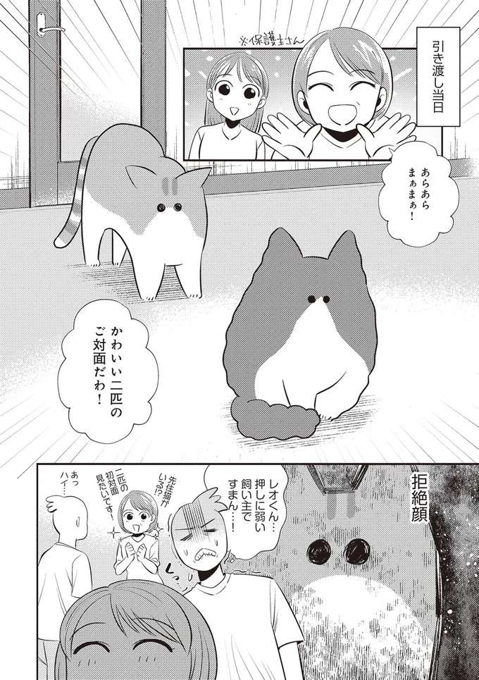 猫の多頭飼いの試練に直面！ 波乱しかなかった愛猫たちの初顔合わせ／レオとシロウのドタバタ猫日記 reo3_3.jpeg