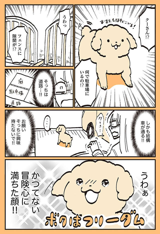 愛犬が外の道路に出ようとしてる!?  飼い主が「待て」をすると...／うちのトイプーがアイドルすぎる。 toipu34_02.jpg