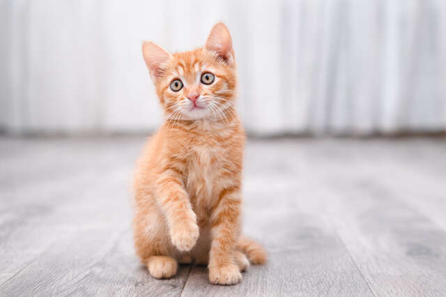 犬も猫も「おとなしくていい子」は要注意。隠れたストレスを見抜く方法を獣医師が解説 pixta_125697693_S.jpg