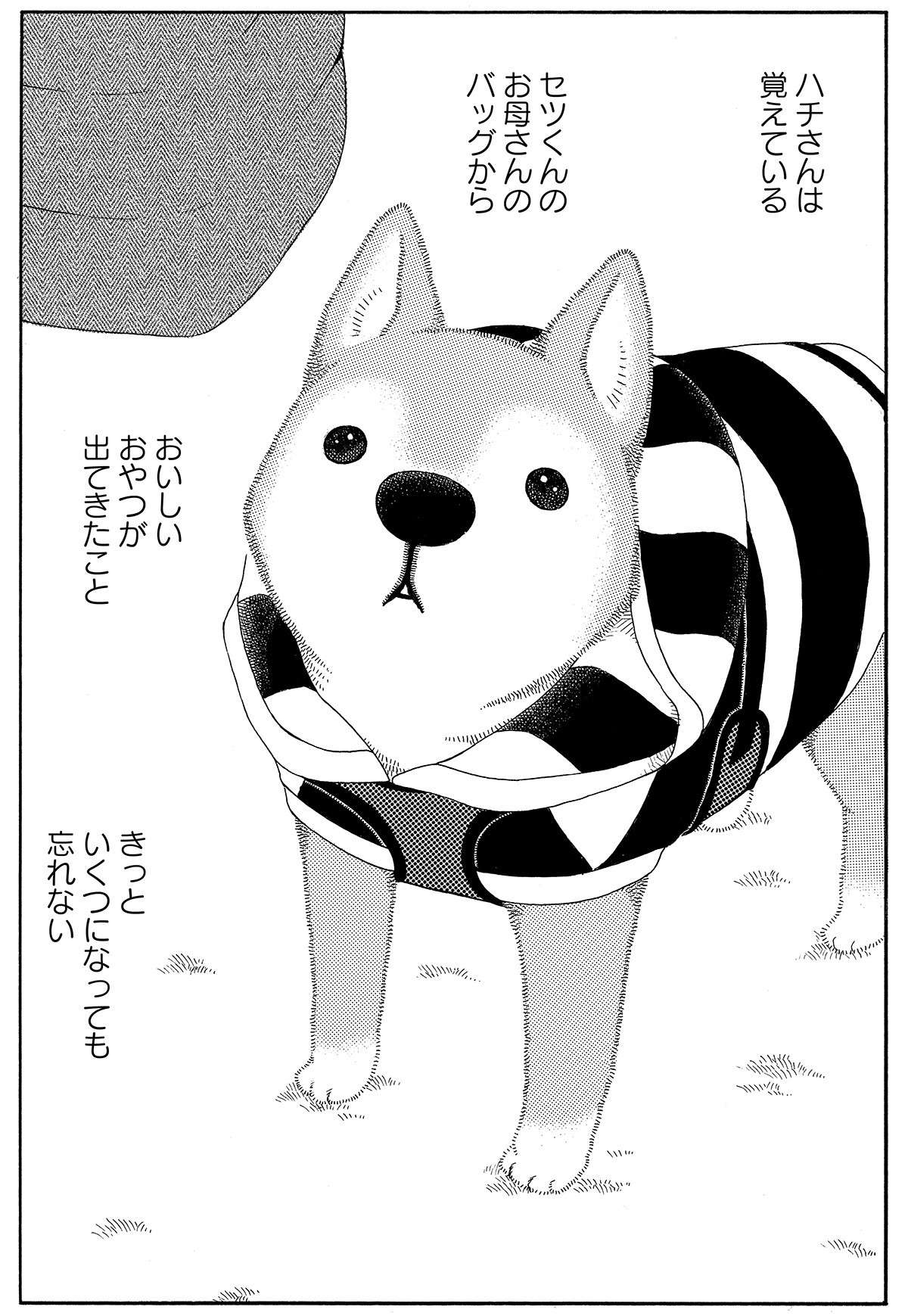 じいちゃん柴犬が散歩で出会うお友達。いなくなった今も...／じじ柴ハチさん 7.jpg