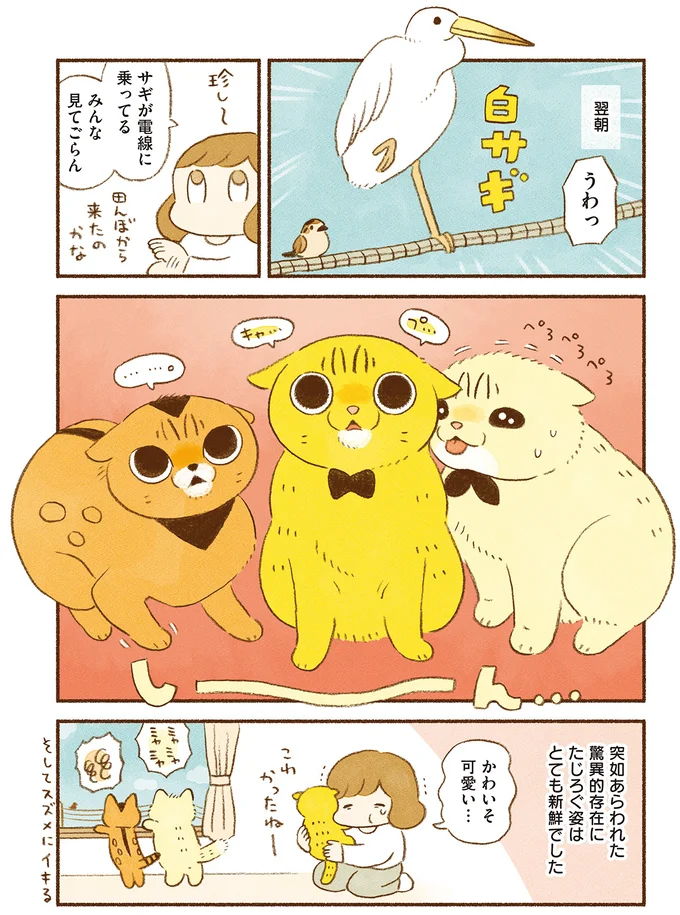 『しまねこ3姉妹と暮らしています　深まるきずな編』 13509078.webp