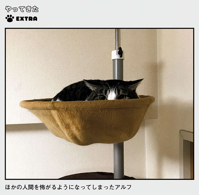 愛猫が急に人見知りに。飼い主に異常に甘えるようになったワケは？／鴻池剛と猫のぽんた ニャアアアン! 3 13.jpg