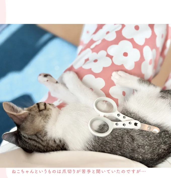 保護猫の「初めての爪切り」。あれ？ 聞いてた話と違う...／ねこのつゆちゃんのことで頭がいっぱいです 16124242.webp