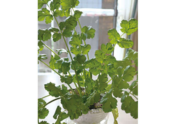 【女性に人気の「パクチー」を育てよう】「プラカップ」を使えば長く簡単に栽培可能！ chapter-1-プラカップ_0124-4-2.jpg