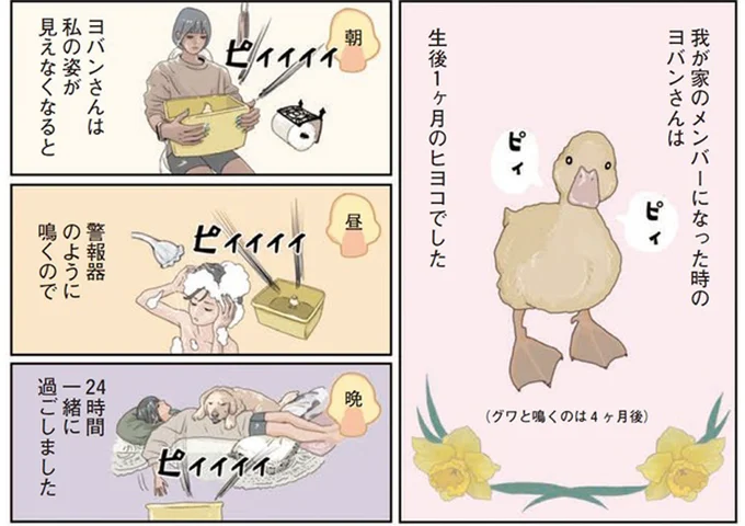 一瞬でも見えないと大騒ぎ...ヒヨコとの暮らしで心が折れなかった理由／エースくんとヨバンさん