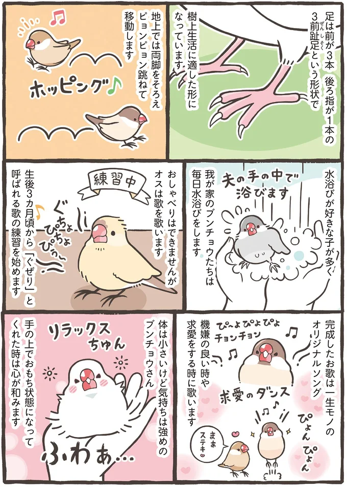 あなたはブンチョウ？ それともセキセイインコ？ 人気の2種を詳しく解説／トリ扱い説明書 82.png