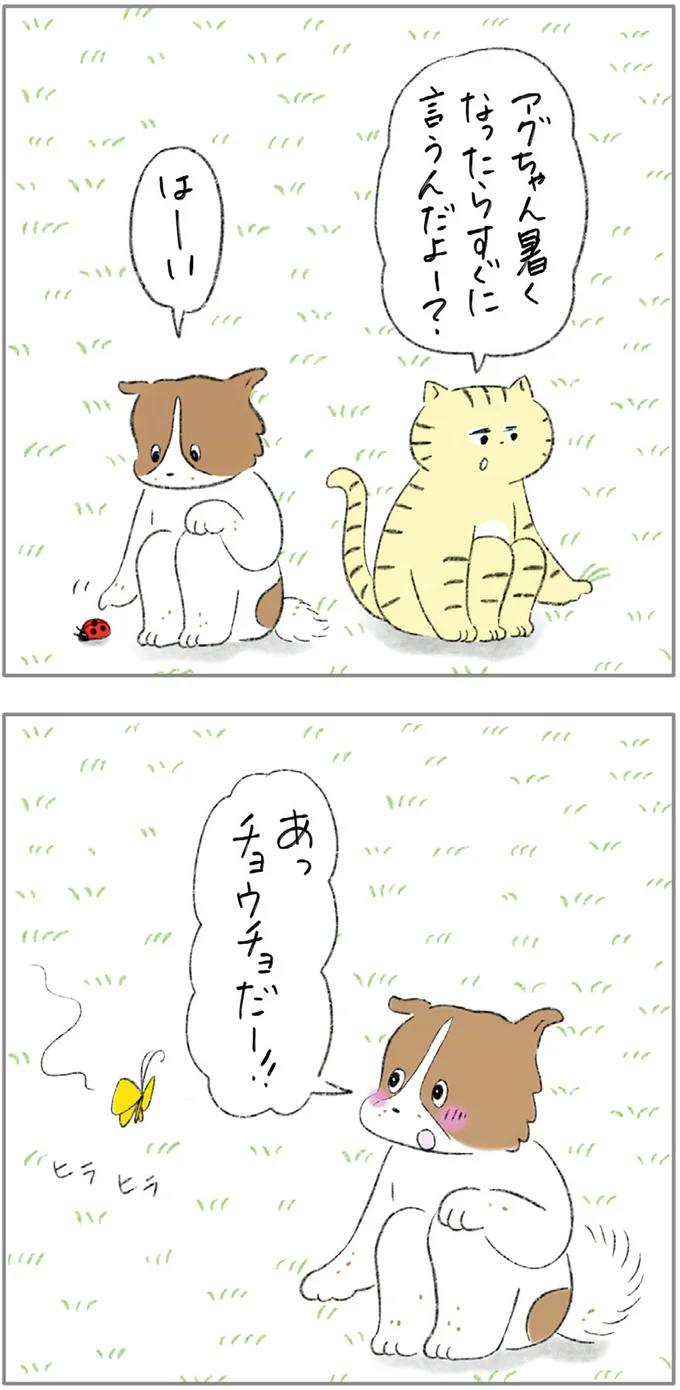 『ターとアグのしあわせ日和 元ノラ猫と元保護犬、ふたりは親友』 04-02.png