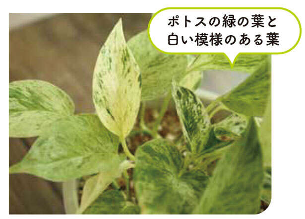 【くわしすぎる園芸店員が教える】観葉植物は「理想の姿形になるのか」を意識して選ぶ 3.ポトス.jpg