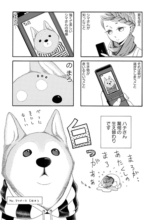 柴犬も白髪になるの...!? 愛犬が17歳になってようやく知った事実／96歳の柴犬ハチさんは、今日もお散歩しています。 31.webp