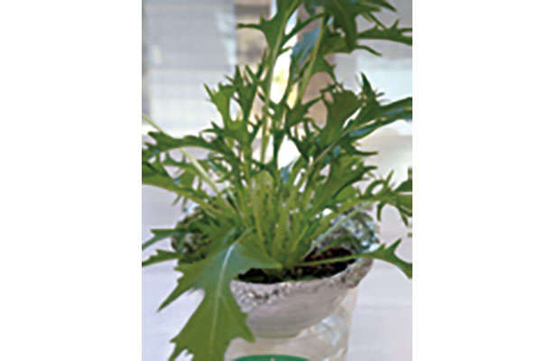 「水菜」は自宅で育てる！たくさん収穫するための「プラカップ」を使った栽培方法を紹介 chapter-1-プラカップ_0124-7-3.jpg