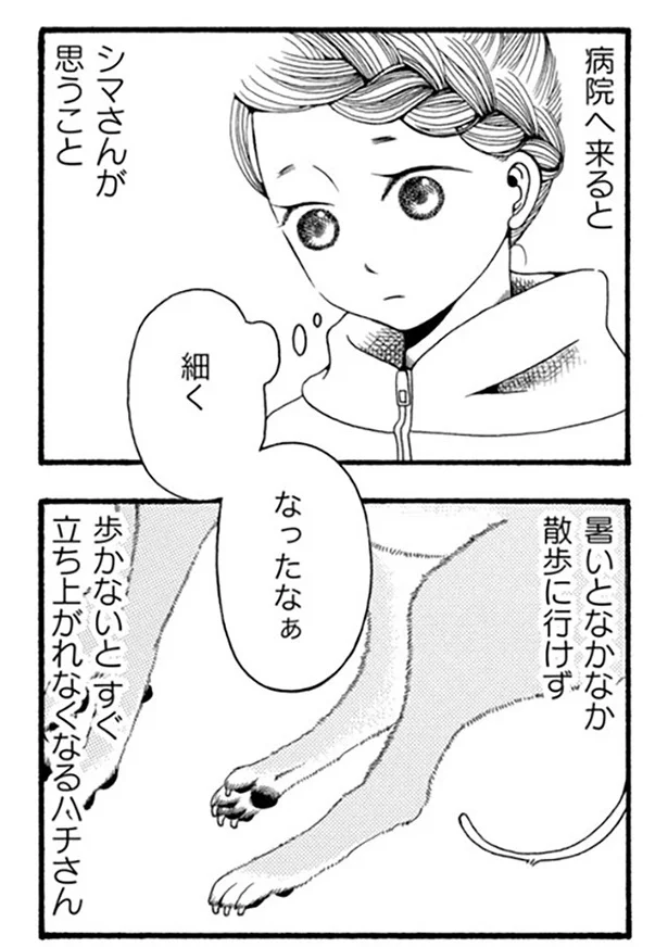 「少しでも思い出を」17歳愛犬のリハビリ姿を撮影する飼い主の気持ち／96歳の柴犬ハチさんは、今日もお散歩しています。 41.webp