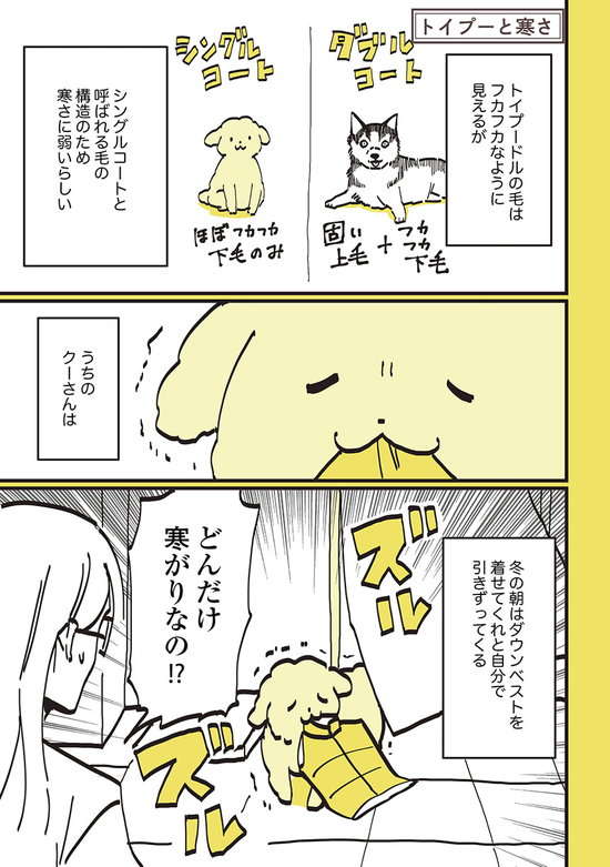 「お手」を覚えなかった愛犬が、瞬時に反応するモノとは？／うちのトイプーがアイドルすぎる。 toypoo_15_01.jpg