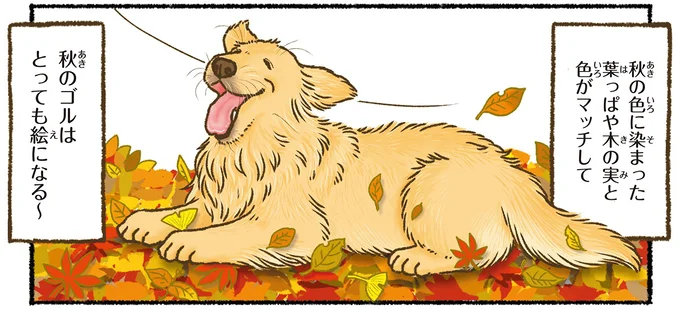 愛犬を一緒に季節を楽しむ。レトリバーが絵になる瞬間は/今日もゴールデンレトリバーに癒されて 15712399.webp