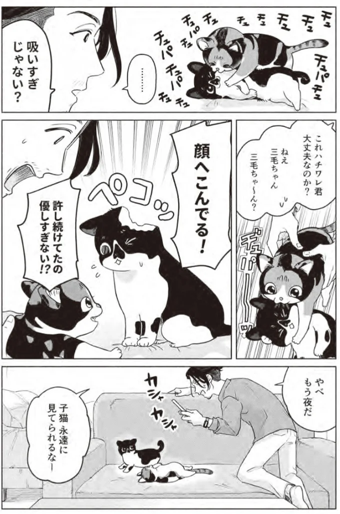 『借金1000万作曲家の人生を変えてくれた猫の話』 32.webp