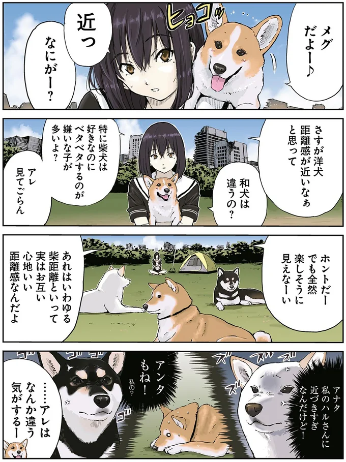 柴犬とタヌキの化かし合い。「それが見たいんじゃない」とワクワクだが...／世界の終わりに柴犬と 3.png