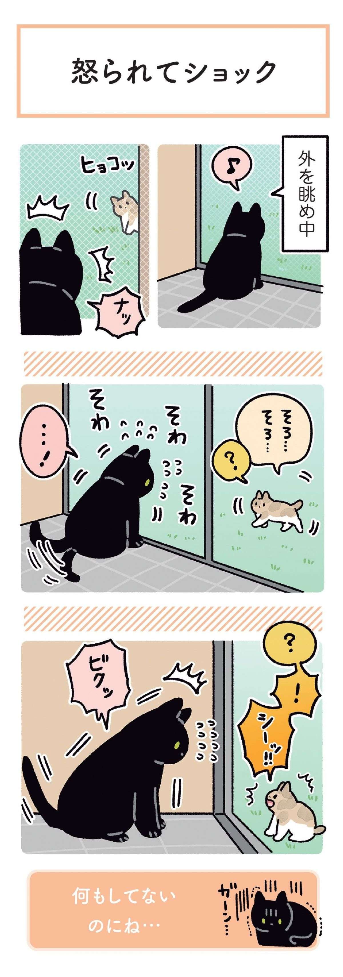 うちの猫が、子猫を見て大興奮。その喜びと気遣いが愛おしすぎて／黒猫ろんと暮らしたら 13.jpg