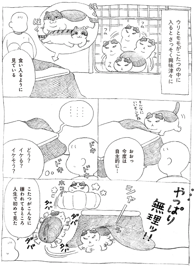 家猫ビギナーだから？ どうしてもこたつの中にいられない元野良猫／野良猫ごんた、家猫になる 16108716.webp