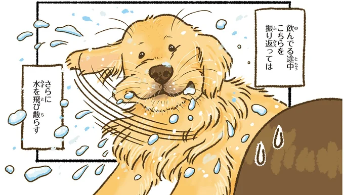 なんだか豪快な愛犬のレトリバー。水を飲むだけでこぼす、振り向く、そして...／今日もゴールデンレトリバーに癒されて 15711777.webp