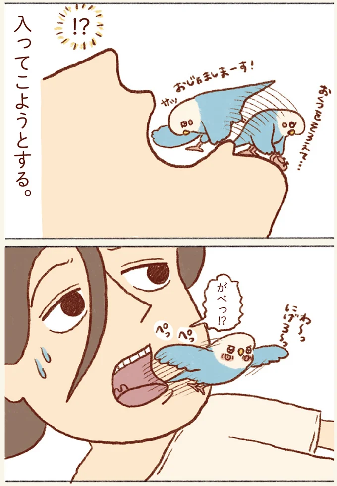 『プジェ日記！ 幸せを運ぶインコのみっちゃん』 63.webp