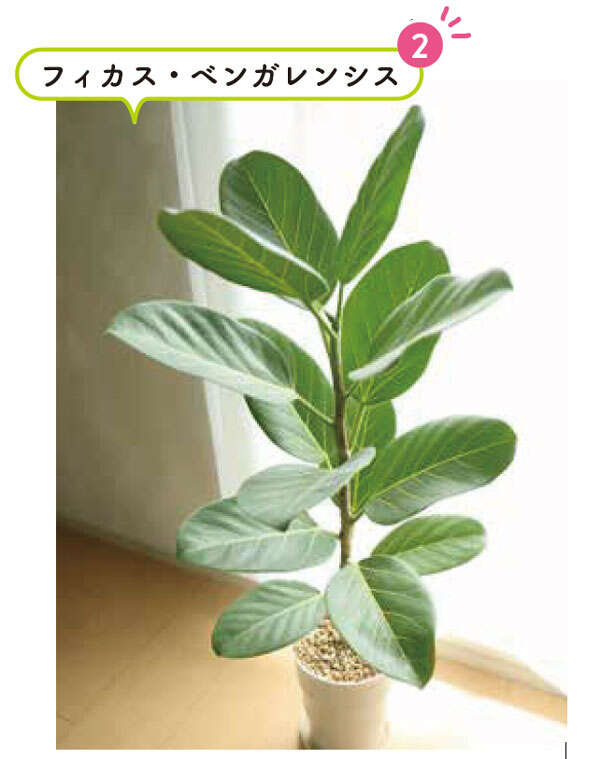 「観葉植物をすぐ枯らす」人にもオススメ！はじめてお迎えするのにおすすめの植物 0102.jpg