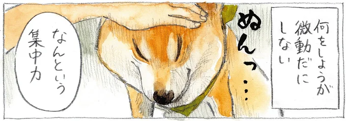テコでも動かない柴犬。「考え」モードに入ったら...／柴犬ぽんちゃん、今日もわが道を行く２