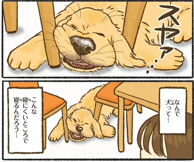 なんでそこで!? 愛犬のレトリバーがいちいち寝にくいところで.../今日もゴールデンレトリバーに癒されて 15710963.webp