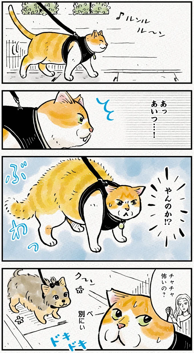 ご機嫌に散歩中の「猫武将」。「やんのか」とポーズをとった相手は...ん？／元野良猫チャチャ 本日も見まわり中 02-01.png