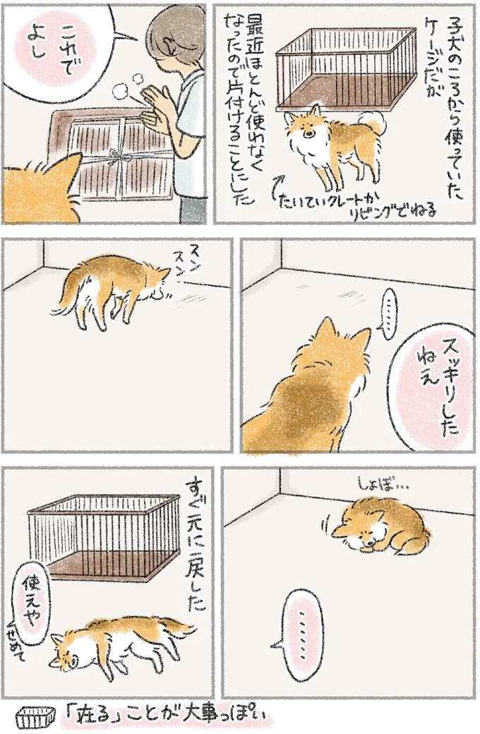 そこで寝るんかい！ 自由気ままな愛犬もなかの寝床へのこだわり／犬を揉む 12.png