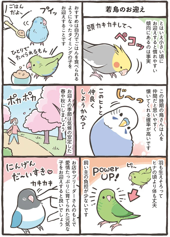 ヒナ？ それとも成鳥？ 季節はいつ？ 鳥を家族にするおすすめのタイミング／トリ扱い説明書 43.png