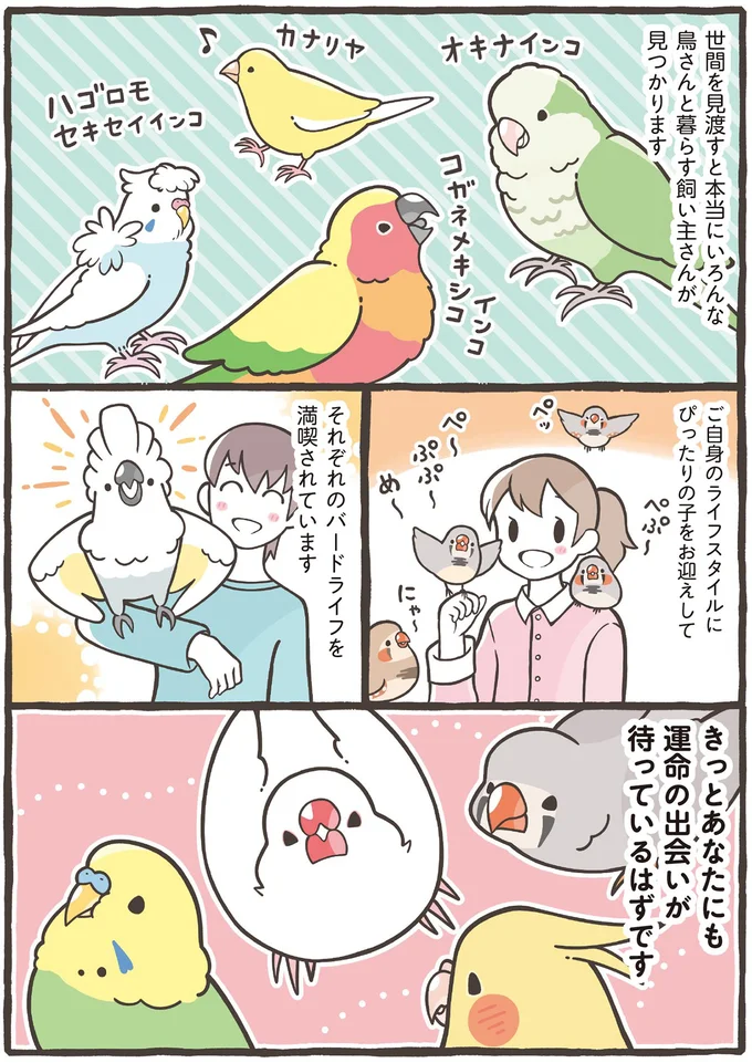 家族に迎えるのはどの鳥がいい？ 大きさだけでなく性格もさまざま／トリ扱い説明書 38.png