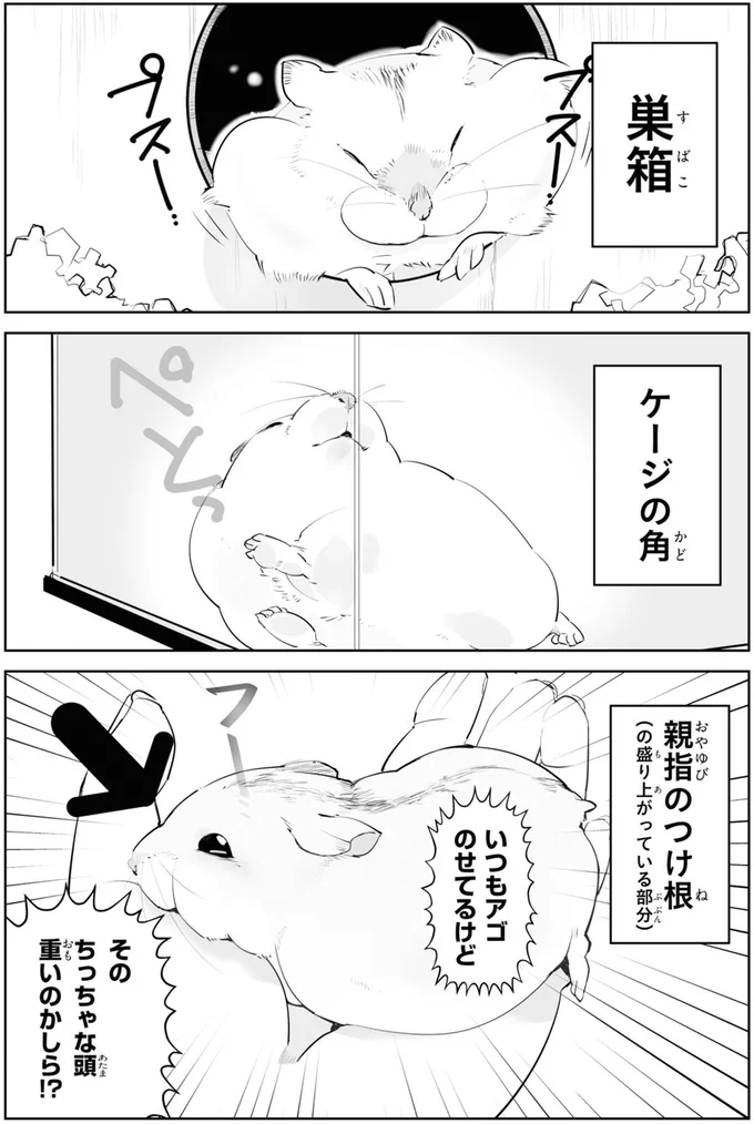 太った?痩せた?飼い主を惑わせる「魅惑のハムスターボディ」/はむはむづくし1 17-01.png