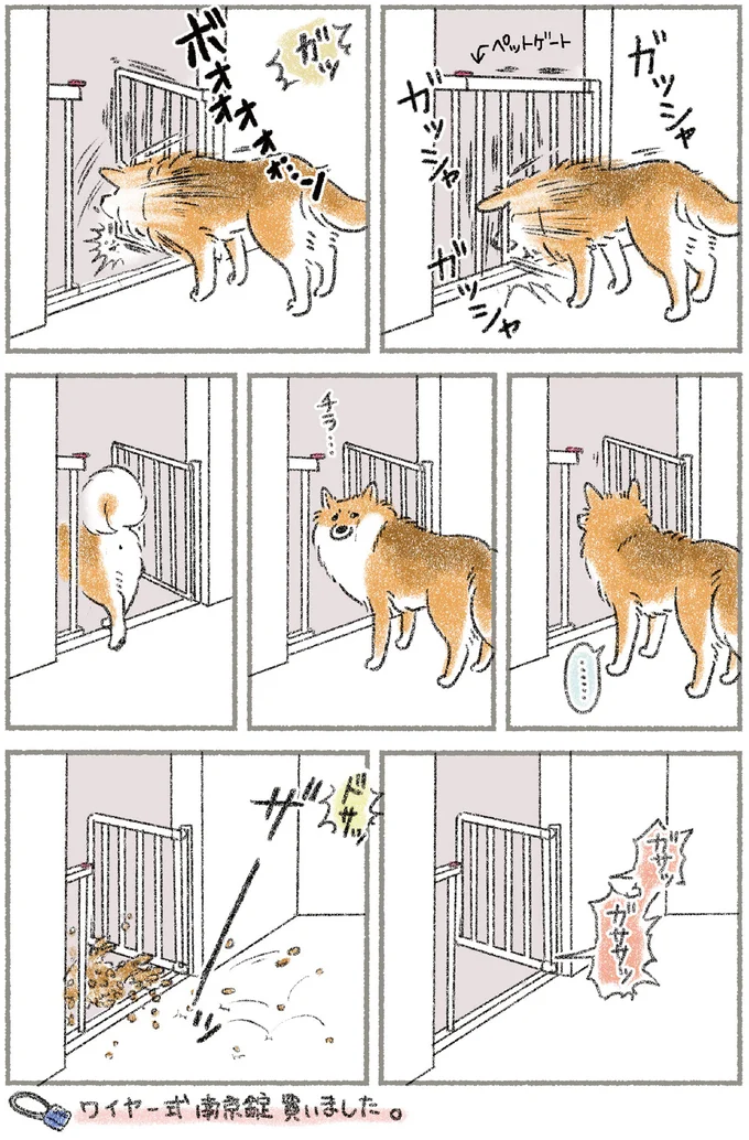 犬用のゲートは開けたのは誰？ 夫婦間に緊張が走る中、ついに犯人が／犬を揉む 31.webp