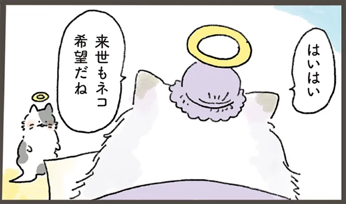 「猫のチャームポイント」はこうして生まれる? 来世は猫を希望したら.../天国での暮らしはどうですか