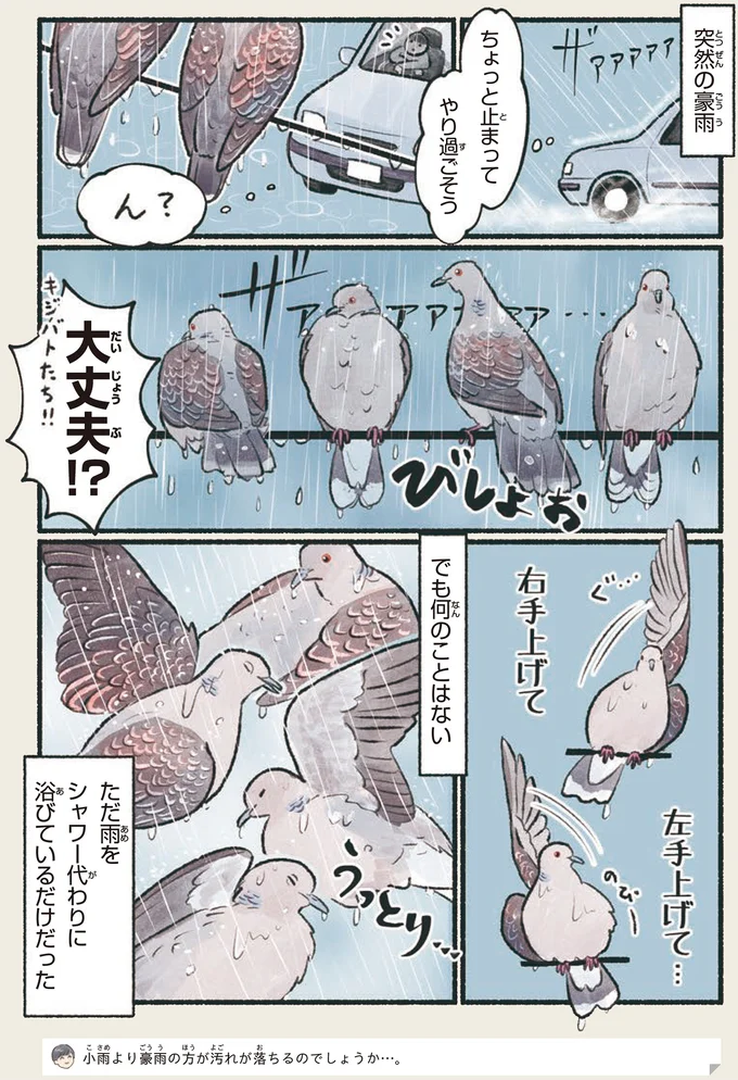 「間が悪い」「狙っているとしか...」変なタイミングで行動するこの鳥／意外と知らない鳥の生活 13.png