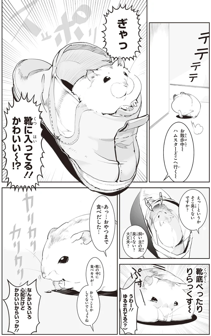 想定外の破壊力。靴にすっぽり入ったハムスターに飼い主悶絶!/はむはむづくし2 31-01.png