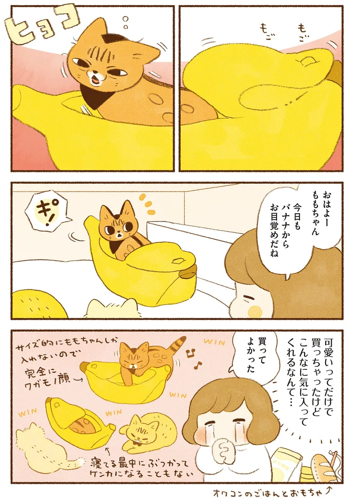 『しまねこ3姉妹と暮らしています　深まるきずな編』 13539112.webp