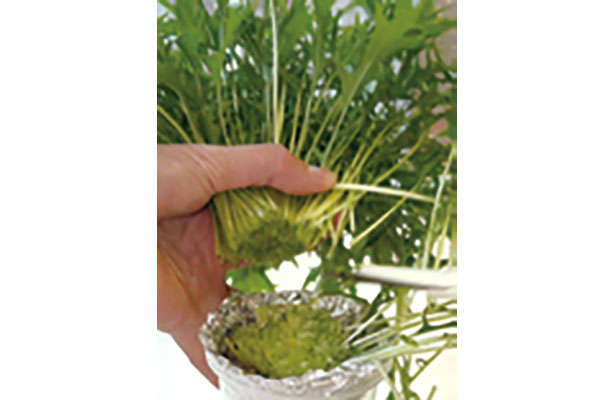 「水菜」は自宅で育てる！たくさん収穫するための「プラカップ」を使った栽培方法を紹介 chapter-1-プラカップ_0124-7-11.jpg