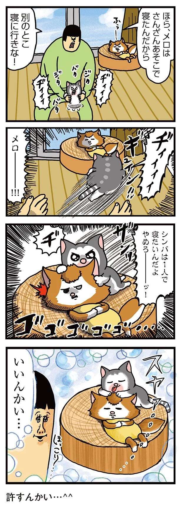 猫たちの寝床争奪戦⁉ ハラハラ展開からまさかの...うふふ／まめきちまめこニートの日常 3 mameko29_2.jpeg