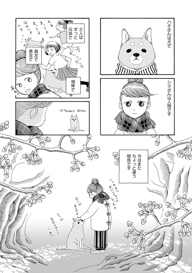 『96歳の柴犬ハチさんは、今日もお散歩しています。』 12.webp