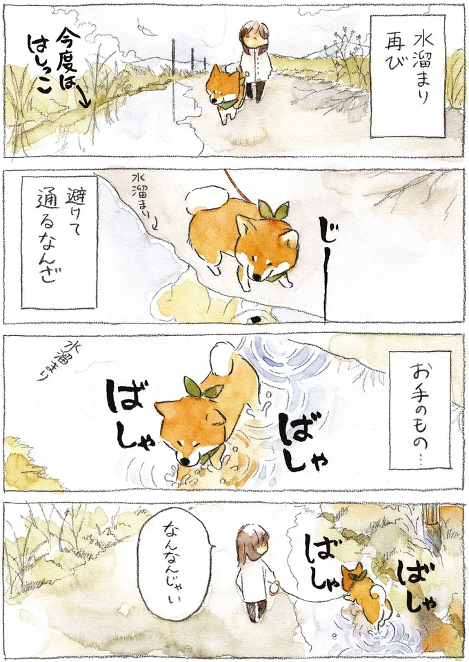 うちの柴犬は水たまりは苦手!? 飼い主泣かせの気まぐれ／柴犬ぽんちゃん、今日もわが道を行く２ 04-02.png