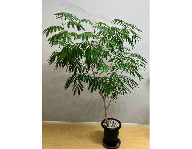 【くわしすぎる園芸店員が教える観葉植物】「エバーフレッシュ」が夜になると葉を閉じる理由