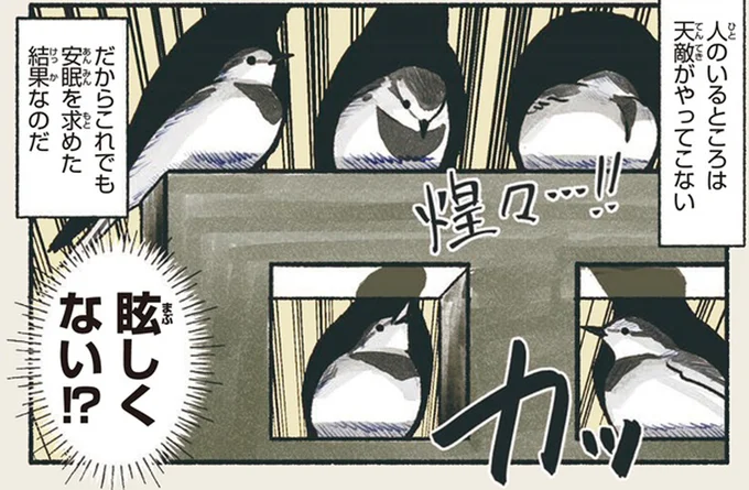 安眠と引き換え？ あの鳥が明るい駅前で夜をすごす理由／意外と知らない鳥の生活