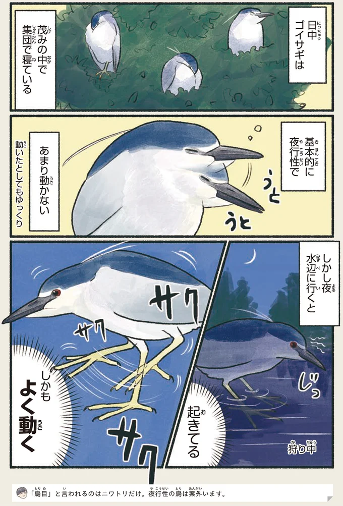 「シラサギ」という鳥は存在しない？ いろいろややこしい事情／意外と知らない鳥の生活 13.png