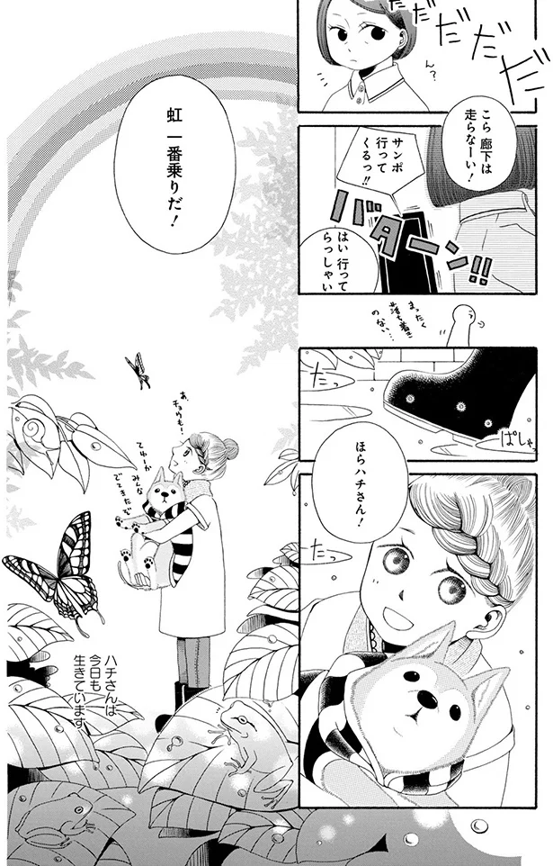 『96歳の柴犬ハチさんは、今日もお散歩しています。』 66.webp