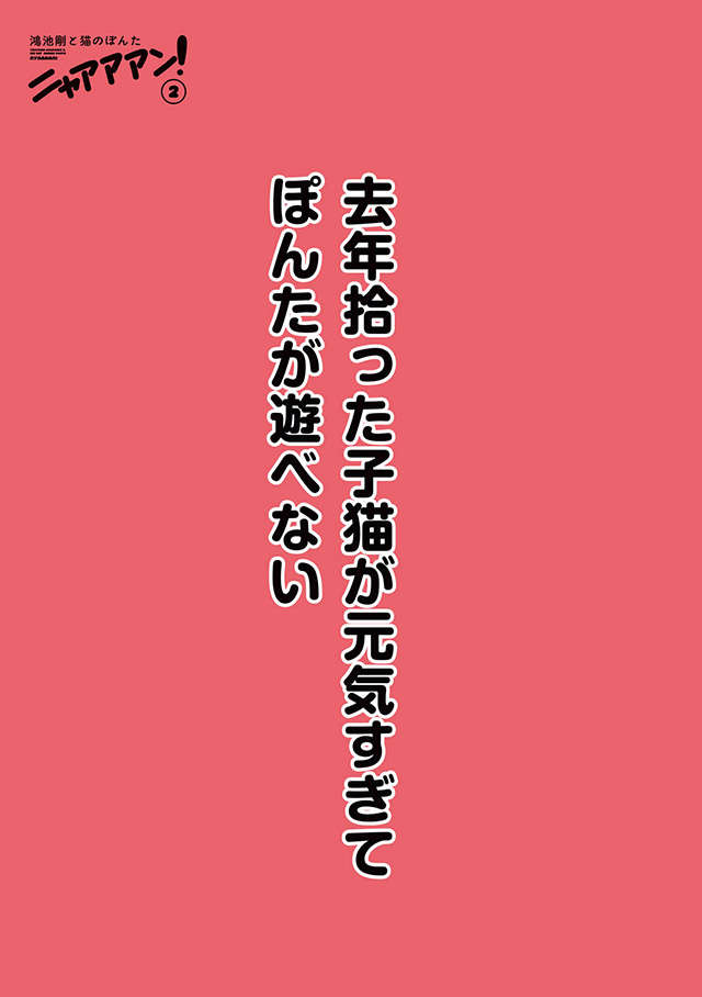 おもちゃを独占する子猫。先住猫にも遊んでもらおうとしたら...えええ！／鴻池剛と猫のぽんた ニャアアアン! 2 1.jpg