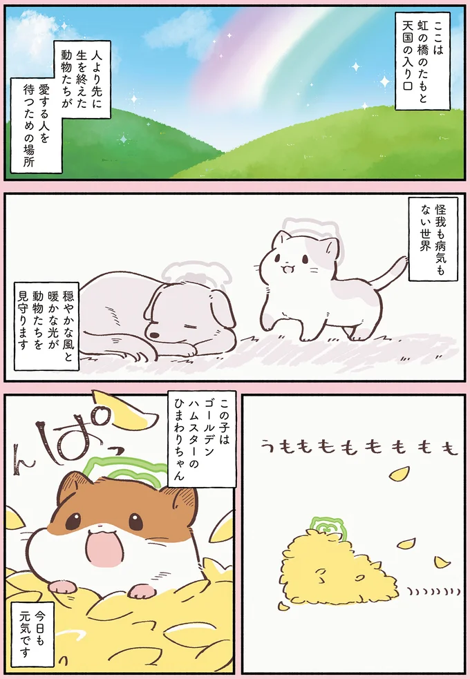 天国の動物に飼い主が贈る「追憶の花」。いっぱいの花にひまわりちゃんは？／ひまちゃんと天国の面接 41.webp